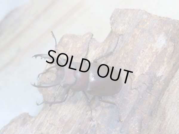 画像2: ☆25年種親用☆アマミミヤマクワガタ♂37ミリ♀27ミリペア販売!! (2)