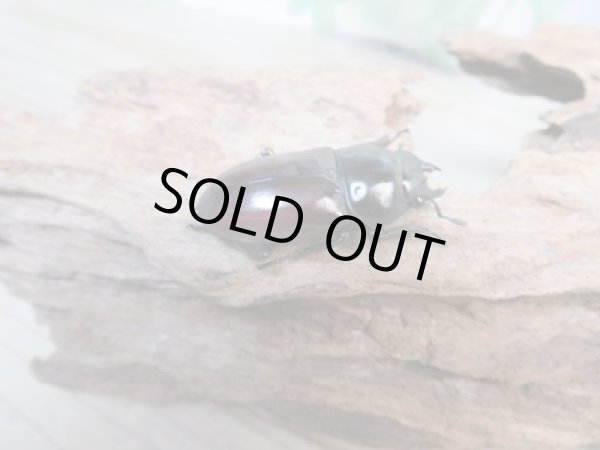 画像4: ☆新成虫☆アローコクワガタ(亜種リエン)♂68ミリ♀36ミリペア販売!! (4)