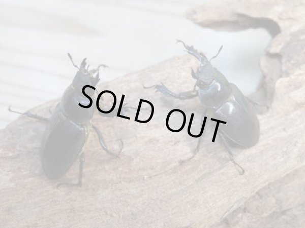 画像4: ☆25年種親用☆アマミミヤマクワガタ♂42ミリ♀30ミリペア+♀29ミリ計3頭トリオ販売!! (4)