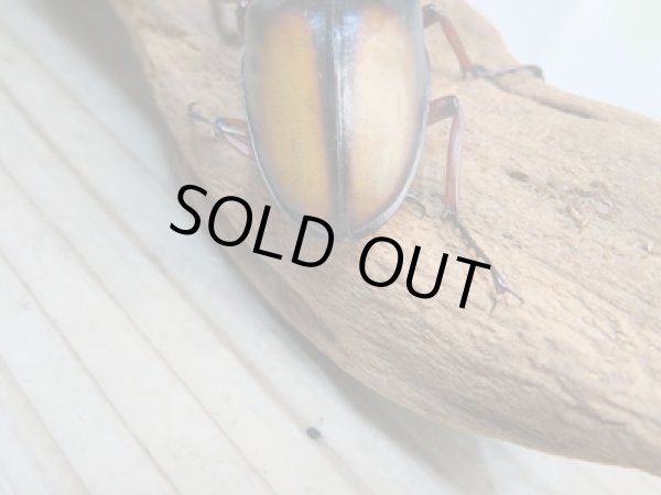 画像3: ☆美麗人気種☆新成虫!ミラビリスノコギリクワガタ♂65ミリ♀35ミリペア販売!! (3)