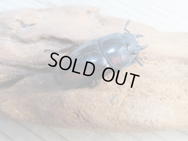 画像4: ☆美麗人気種☆新成虫!ミラビリスノコギリクワガタ♂65ミリ♀35ミリペア販売!! (4)