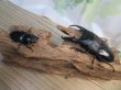画像5: ☆即ブリ☆パラワンオオヒラタクワガタ♂101ミリ♀47ミリペア販売！！ (5)