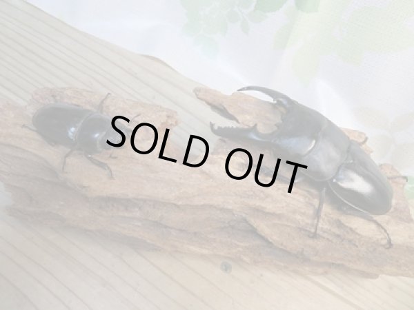 画像5: ☆即ブリ☆パラワンオオヒラタクワガタ♂101ミリ♀47ミリペア販売!! (5)