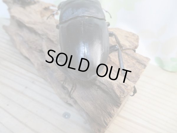 画像3: ☆大型!即ブリ☆パラワンオオヒラタクワガタ♂105ミリ♀50ミリペア販売!! (3)