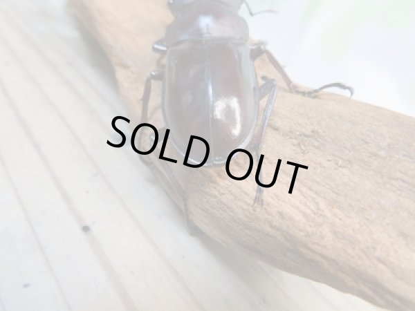 画像3: ☆新成虫☆フォルスターフタマタクワガタ(原名亜種)♂63ミリ♀40ミリペア販売!! (3)