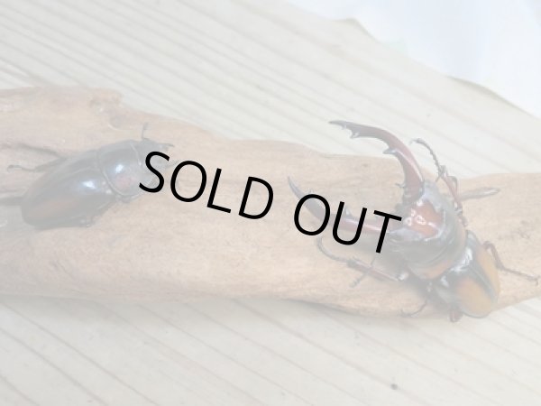 画像5: ☆美麗人気種☆新成虫!ミラビリスノコギリクワガタ♂65ミリ♀35ミリペア販売!! (5)