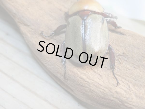 画像3: ☆種親放出☆ヨツボシヒナカブト♂37ミリ♀34ミリ別血統ペア販売！！ (3)