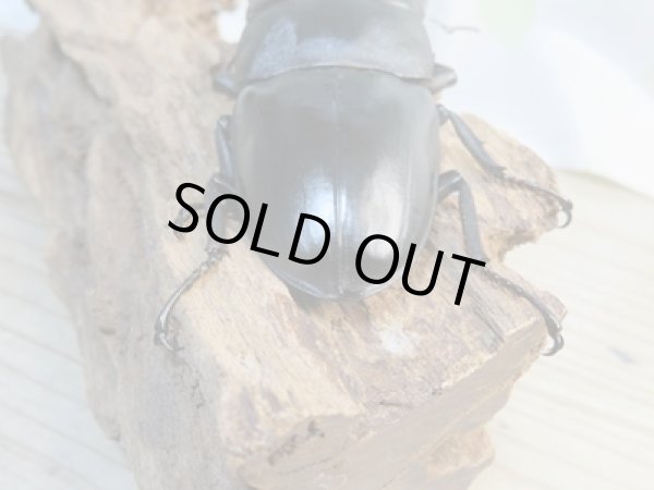 画像3: ☆即ブリ☆パラワンオオヒラタクワガタ♂101ミリ♀47ミリペア販売!! (3)