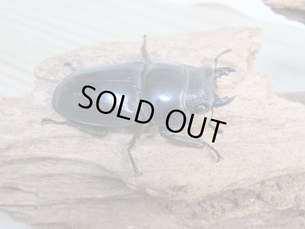 画像4: ☆即ブリ☆パラワンオオヒラタクワガタ♂101ミリ♀47ミリペア販売!! (4)