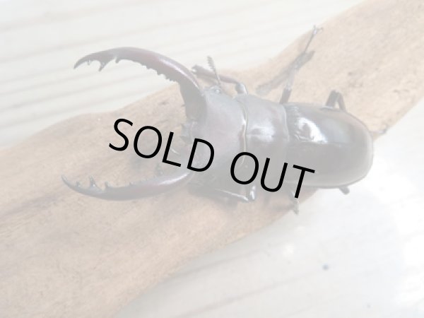 画像2: ☆新成虫☆フォルスターフタマタクワガタ(原名亜種)♂63ミリ♀40ミリペア販売!! (2)