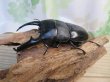 画像1: ☆即ブリ☆パラワンオオヒラタクワガタ♂101ミリ♀47ミリペア販売！！ (1)