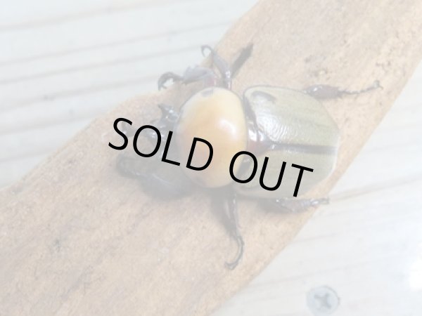 画像2: ☆種親放出☆ヨツボシヒナカブト♂37ミリ♀34ミリ別血統ペア販売！！ (2)