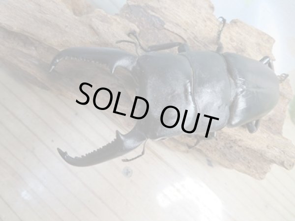 画像2: ☆大型!即ブリ☆パラワンオオヒラタクワガタ♂105ミリ♀50ミリペア販売!! (2)