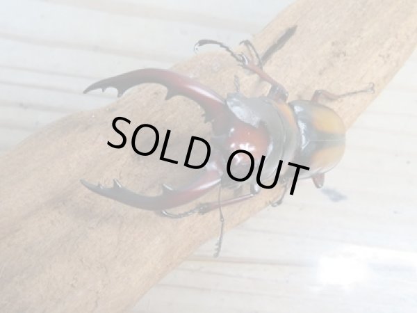 画像2: ☆美麗人気種☆新成虫!ミラビリスノコギリクワガタ♂65ミリ♀35ミリペア販売!! (2)