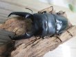 画像2: ☆即ブリ☆パラワンオオヒラタクワガタ♂101ミリ♀47ミリペア販売！！ (2)