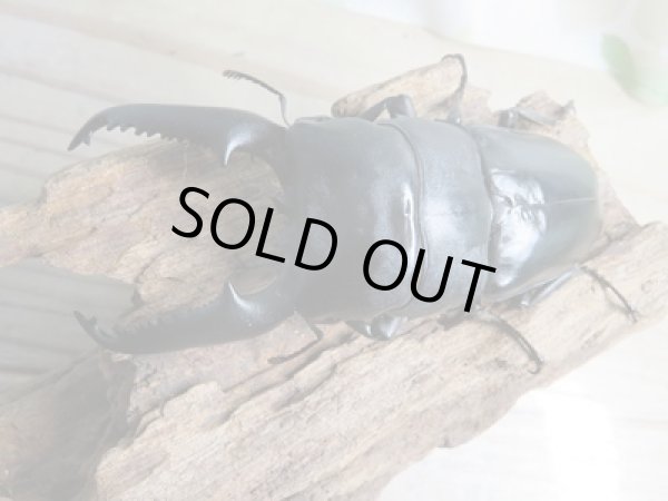 画像2: ☆即ブリ☆パラワンオオヒラタクワガタ♂101ミリ♀47ミリペア販売!! (2)