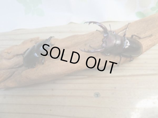 画像5: ☆新成虫☆フォルスターフタマタクワガタ(原名亜種)♂63ミリ♀40ミリペア販売!! (5)