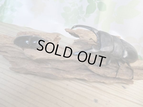 画像5: ☆大型!即ブリ☆パラワンオオヒラタクワガタ♂105ミリ♀50ミリペア販売!! (5)