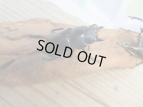 画像4: ☆新成虫☆フォルスターフタマタクワガタ(原名亜種)♂63ミリ♀40ミリペア販売!! (4)