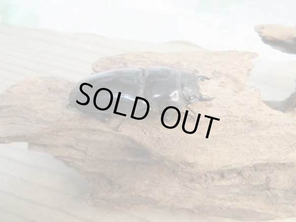 画像4: ☆大型!即ブリ☆パラワンオオヒラタクワガタ♂105ミリ♀50ミリペア販売!! (4)