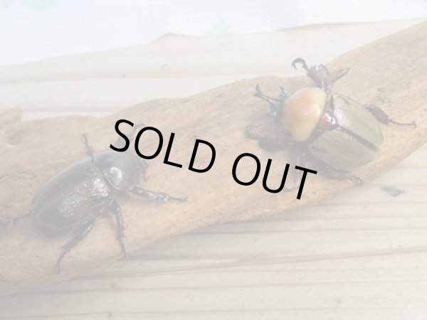 画像5: ☆種親放出☆ヨツボシヒナカブト♂37ミリ♀34ミリ別血統ペア販売！！ (5)