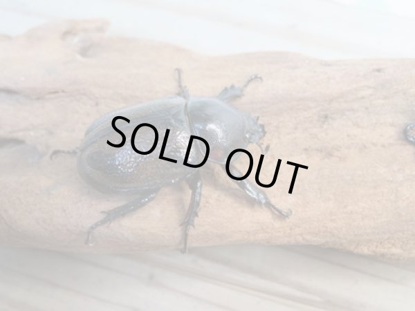 画像4: ☆種親放出☆ヨツボシヒナカブト♂37ミリ♀34ミリ別血統ペア販売！！ (4)