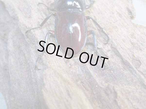 画像3: no.2☆新成虫☆オーベルチュールクロツヤシカクワガタ♂46ミリ♀フリーサイズペア販売!! (3)