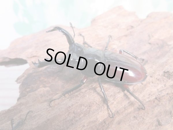 画像1: no.1☆新成虫☆オーベルチュールクロツヤシカクワガタ♂46ミリ♀フリーサイズペア販売！！ (1)
