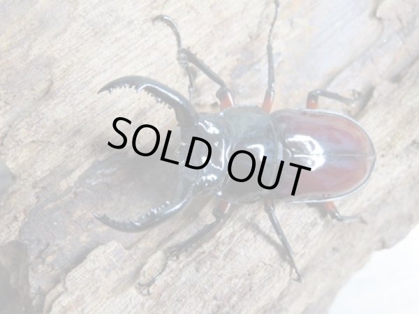 画像2: no.1☆新成虫☆オーベルチュールクロツヤシカクワガタ♂46ミリ♀フリーサイズペア販売!! (2)