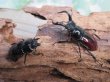 画像5: no.2☆新成虫☆オーベルチュールクロツヤシカクワガタ♂46ミリ♀フリーサイズペア販売！！ (5)