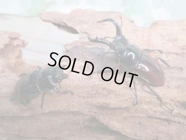 画像5: no.2☆新成虫☆オーベルチュールクロツヤシカクワガタ♂46ミリ♀フリーサイズペア販売!! (5)