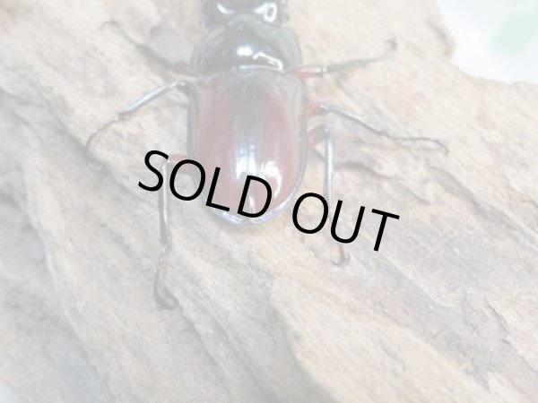 画像3: no.1☆新成虫☆オーベルチュールクロツヤシカクワガタ♂46ミリ♀フリーサイズペア販売!! (3)