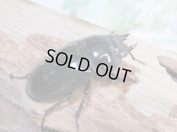 画像4: 大型新成虫☆ホワイトアイ☆タランドゥスオオツヤクワガタ♂82ミリ♀54ミリペア販売!! (4)