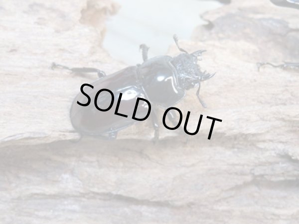 画像4: no.1☆新成虫☆オーベルチュールクロツヤシカクワガタ♂46ミリ♀フリーサイズペア販売!! (4)