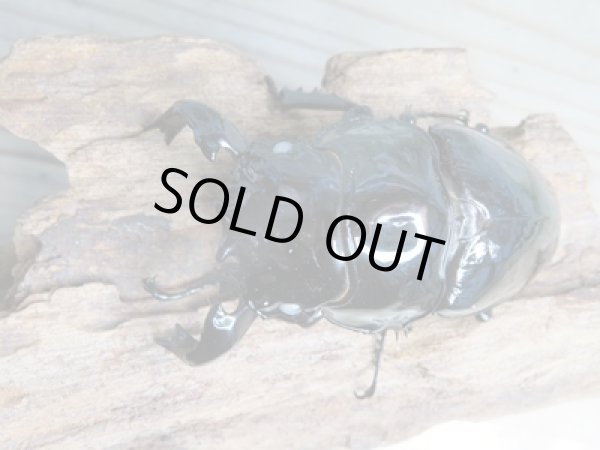 画像2: 大型新成虫☆ホワイトアイ☆タランドゥスオオツヤクワガタ♂82ミリ♀54ミリペア販売!! (2)