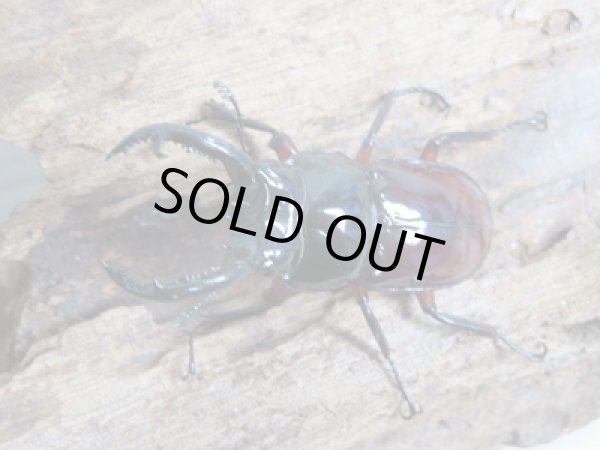 画像2: no.2☆新成虫☆オーベルチュールクロツヤシカクワガタ♂46ミリ♀フリーサイズペア販売!! (2)