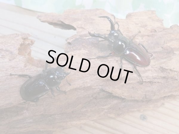 画像5: no.1☆新成虫☆オーベルチュールクロツヤシカクワガタ♂46ミリ♀フリーサイズペア販売!! (5)