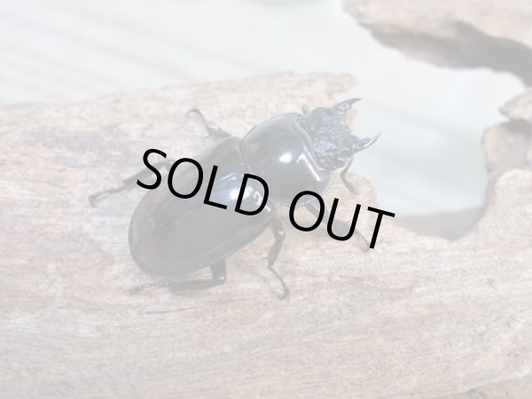 画像4: no.2☆新成虫☆オーベルチュールクロツヤシカクワガタ♂46ミリ♀フリーサイズペア販売!! (4)