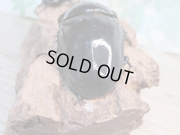 画像3: 大型新成虫☆ホワイトアイ☆タランドゥスオオツヤクワガタ♂82ミリ♀54ミリペア販売!! (3)