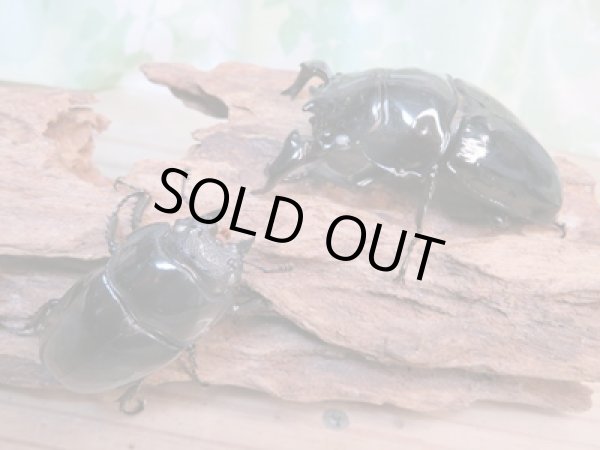 画像5: 大型新成虫☆ホワイトアイ☆タランドゥスオオツヤクワガタ♂82ミリ♀54ミリペア販売!! (5)