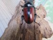 画像3: ☆新成虫☆ドンキエールコクワガタ（赤ドンキ）♂70ミリ♀44ミリペア販売！！ (3)