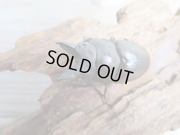 画像2: ☆最高峰☆フルストルファーオウゴンオニクワガタ♂44ミリ♀38ミリペア販売!! (2)