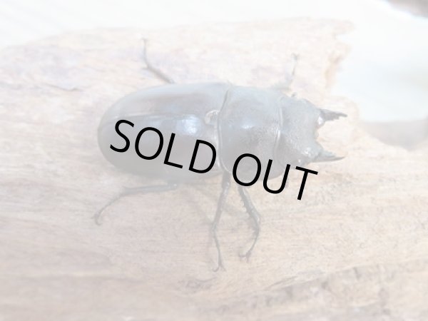 画像4: ☆最高峰☆フルストルファーオウゴンオニクワガタ♂44ミリ♀38ミリペア販売!! (4)