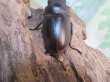 画像3: ☆最高峰☆フルストルファーオウゴンオニクワガタ♂44ミリ♀38ミリペア販売！！ (3)