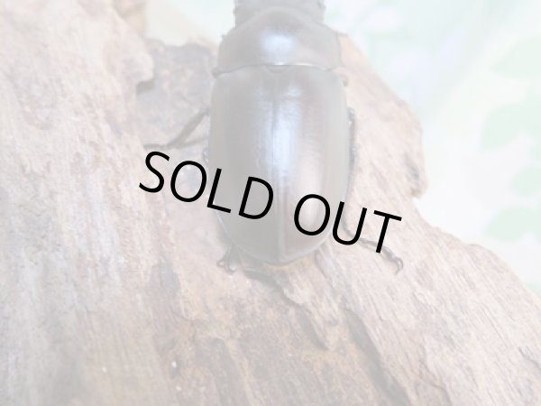 画像3: ☆最高峰☆フルストルファーオウゴンオニクワガタ♂44ミリ♀38ミリペア販売!! (3)