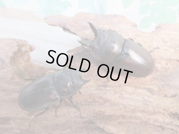 画像5: ☆最高峰☆フルストルファーオウゴンオニクワガタ♂44ミリ♀38ミリペア販売!! (5)