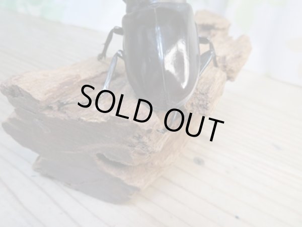 画像3: ☆大型新成虫☆ギラファノコギリクワガタ(亜種ニシカワイ)♂100ミリ♀49.5ミリペア販売!! (3)