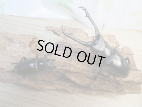 画像5: ☆新成虫☆ギラファノコギリクワガタ(亜種ケイスケ)♂86ミリ♀47ミリペア販売!! (5)