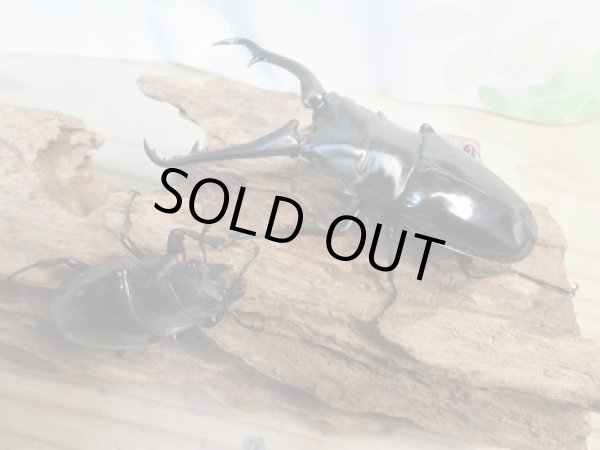 画像5: ☆新成虫☆ギラファノコギリクワガタ(亜種ダイスケ)♂91ミリ♀50ミリペア販売!! (5)