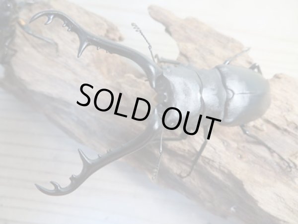 画像2: ☆新成虫☆ギラファノコギリクワガタ(亜種ケイスケ)♂96ミリ♀48ミリペア販売!! (2)